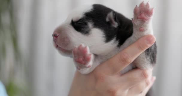 Newborn Puppy Held Tiny Newborn Puppy Closed Eyes Being Cradled — Stock Video