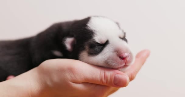 Cachorro Recém Nascido Ser Mantido Nas Mãos Close Estúdio Pet — Vídeo de Stock