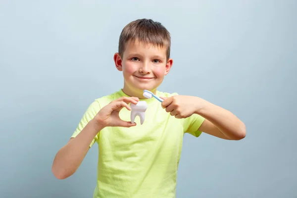 Uśmiechnięty Chłopiec Trzymający Model Zęba Szczoteczkę Zębów Ilustrujący Właściwe Nawyki Obraz Stockowy