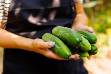 Yakın plan taze, yeşil salatalıklar bir insanın ellerinde, organik tarım ve sağlıklı beslenme.