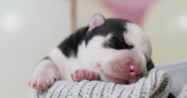 Sakin, siyah ve beyaz bir köpek yavrusu gri örülmüş bir kumaşın üzerinde rahat bir şekilde uyur. Yüksek kalite 4k görüntü