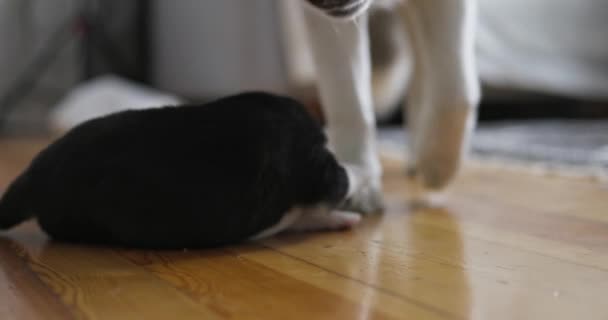 Een Schattige Zwart Wit Pasgeboren Pup Stapt Voorzichtig Een Houten — Stockvideo