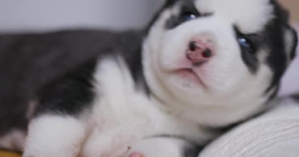 Primo Piano Sleepy Siberian Husky Puppy Adorabile Cucciolo Siberiano Bianco — Video Stock