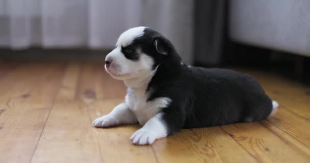 Een Schattige Zwart Wit Puppy Ligt Bedachtzaam Een Gepolijste Houten — Stockvideo