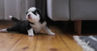 Minik siyah beyaz köpek yavrusu bir evin içindeki sıcak ahşap zeminde ilk adımlarını atmaya çalışıyor. Yüksek kalite 4k görüntü
