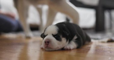 Yeni doğmuş köpek yavrusu tahta zeminde yatıyor. Evcil hayvan yetiştirme ve bakım konsepti. Yüksek kalite 4k görüntü