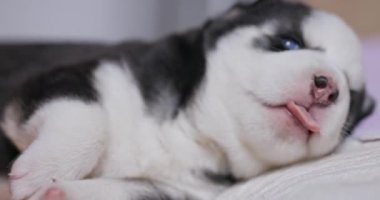 Uykucu Sibirya Husky Puppy 'nin yakın çekimi. Şekerleme yaparken yakalanan sevimli siyah beyaz Sibirya Husky köpeği. Yüksek kalite 4k görüntü