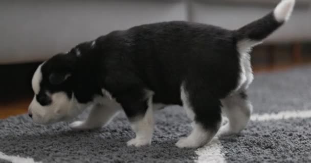 居心地の良い家の設定で柔らかい灰色の絨毯の上を歩いているかわいい黒と白い子犬 高品質の4K映像 — ストック動画