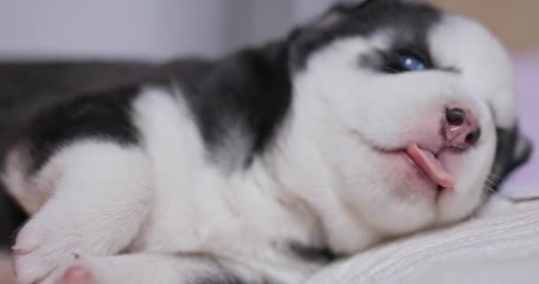 Gros Plan Sur Chiot Husky Sibérien Endormi Adorable Chiot Husky — Video