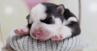 Huzurlu yeni doğmuş bir köpek yavrusu yumuşak, gri örgü bir battaniyenin üzerinde uyur, masumiyet ve konforu simgeler. Yüksek kalite 4k görüntü