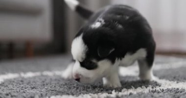 Hoş, siyah beyaz bir köpek yavrusu rahat bir ev ortamında yumuşak gri bir halıda yürüyor. Yüksek kalite 4k görüntü