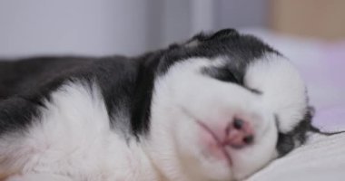 Uykucu Sibirya Husky Puppy 'nin yakın çekimi. Şekerleme yaparken yakalanan sevimli siyah beyaz Sibirya Husky köpeği. Yüksek kalite 4k görüntü