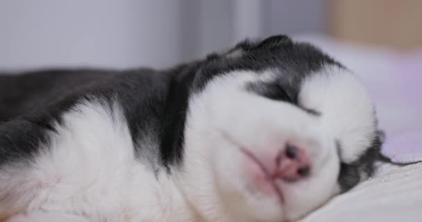 Close Van Sleepy Siberische Husky Puppy Schattige Zwart Wit Siberische — Stockvideo