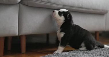 Meraklı siyah beyaz bir köpek yavrusu modern gri bir kanepenin altında rahat bir ev ortamında kokluyor. Yüksek kalite 4k görüntü