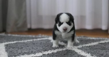 Hoş, siyah beyaz bir köpek yavrusu rahat bir ev ortamında yumuşak gri bir halıda yürüyor. Yüksek kalite 4k görüntü
