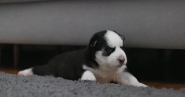 Gri bir halıda siyah beyaz kürklü yeni doğmuş Husky köpeği. Yüksek kalite 4k görüntü