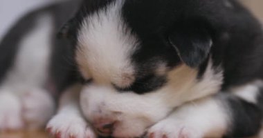 Uykucu Sibirya Husky Puppy 'nin yakın çekimi. Şekerleme yaparken yakalanan sevimli siyah beyaz Sibirya Husky köpeği. Yüksek kalite 4k görüntü