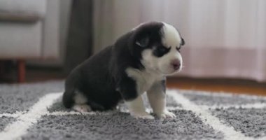 Şirin, siyah ve beyaz yeni doğmuş bir köpek yavrusu ilk adımlarını yumuşak, gri bir halıda atıyor ve çevresini keşfediyor. Yüksek kalite 4k görüntü