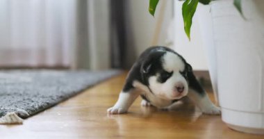 İçerideki ahşap zeminde sürünen köpek yavrusu. Yüksek kalite 4k görüntü