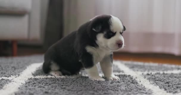 Lindo Cachorro Recién Nacido Blanco Negro Tentativamente Sus Primeros Pasos — Vídeos de Stock