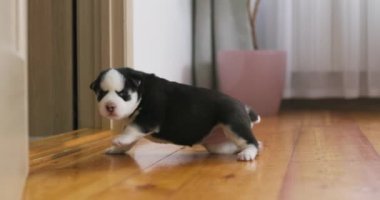 Genç siyah beyaz bir Sibirya Husky köpeği bir evin içindeki ahşap bir zeminde dikkatli bir şekilde yürüyor ve çevresini keşfediyor. Yüksek kalite 4k görüntü