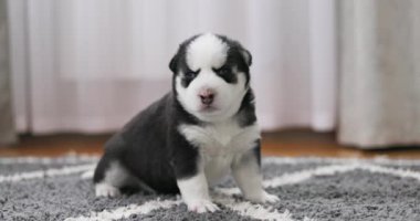Meraklı siyah beyaz bir köpek yavrusu gri bir halıda geziniyor, ilgi ile ev ortamını keşfediyor. Yüksek kalite 4k görüntü
