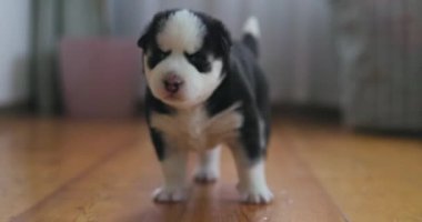 Sevimli siyah beyaz bir köpek yavrusu ahşap bir zeminde duruyor, yumuşak odaklı arka planı olan kameraya bakıyor. Yüksek kalite 4k görüntü