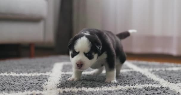 Een Schattige Zwart Wit Pasgeboren Pup Zet Zijn Eerste Stappen — Stockvideo