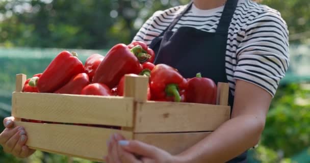 Fazendeiro Apresenta Uma Caixa Madeira Repleta Pimentas Vermelhas Maduras Jardim — Vídeo de Stock