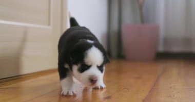 Sevimli siyah beyaz köpek yavrusu sıcak bir ev ortamında yumuşak, dokulu bir halıya dikkatle basıyor. Yüksek kalite 4k görüntü