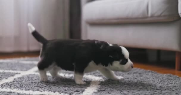 Curioso Cachorro Blanco Negro Camina Sobre Una Alfombra Gris Explorando — Vídeos de Stock