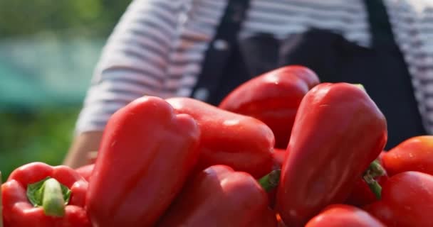 Fazendeiro Apresenta Uma Caixa Madeira Repleta Pimentas Vermelhas Maduras Jardim — Vídeo de Stock