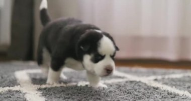 Sevimli siyah beyaz köpek yavrusu sıcak bir ev ortamında yumuşak, dokulu bir halıya dikkatle basıyor. Yüksek kalite 4k görüntü