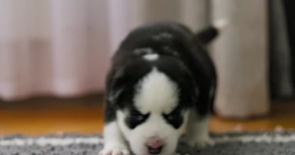 Lindo Cachorro Husky Blanco Negro Caminando Sobre Una Alfombra Lanuda — Vídeos de Stock