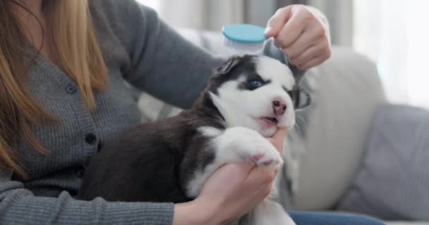Persona Acicalando Cachorro Husky Con Cepillo Primer Plano Cuidado Mascotas — Vídeos de Stock