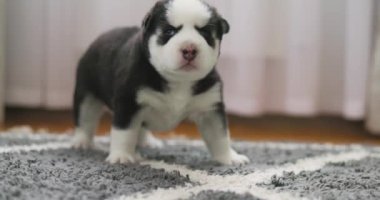 Sevimli siyah beyaz köpek yavrusu sıcak bir ev ortamında yumuşak, dokulu bir halıya dikkatle basıyor. Yüksek kalite 4k görüntü