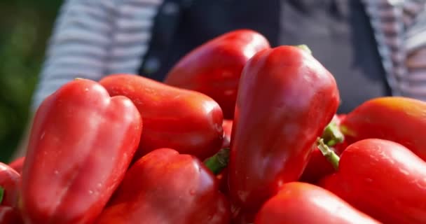 Close Hands Holding Wooden Crate Full Ripe Red Bell Peppers — Stock Video