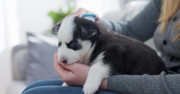 Persona Preparando Cachorro Husky Con Cepillo Primer Plano Cuidado Mascotas — Vídeos de Stock