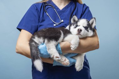 Sibirya Husky köpeği tutan veteriner. Mavi arka planlı bir evcil hayvan portresi. Hayvan sağlığı konsepti. Veterinerlik ve hayvan bakımı eğitimi için tasarım