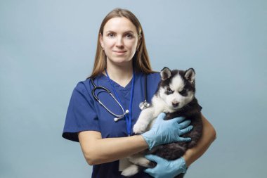 Veteriner elinde Sibirya Husky köpeği tutuyor. Mavi arka planda profesyonel hayvan bakımı ve hayvan kurtarma konsepti. Veterinerlik hizmetleri için stüdyo portresi, poster ve eğitim materyali