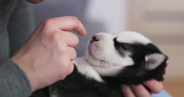 Elinde uyuyan bir Sibirya Husky köpeği tutan kişi. Evcil hayvan bakımı konsepti. Yüksek kalite 4k görüntü