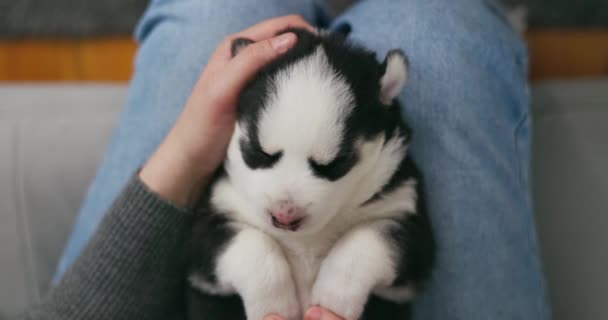 Una Persona Acunando Cachorro Siberiano Husky Durmiendo Sus Manos Evocando — Vídeos de Stock