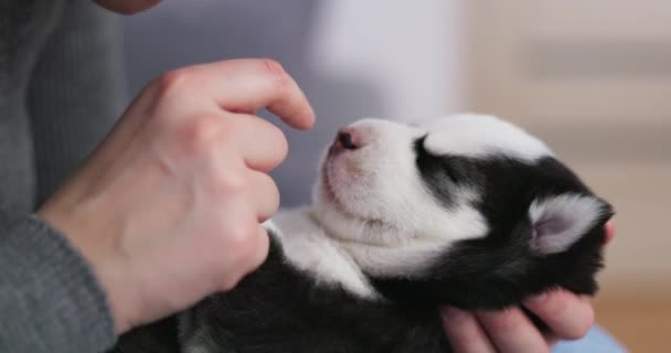 Persona Que Sostiene Cachorro Husky Siberiano Dormido Primer Plano Concepto — Vídeos de Stock