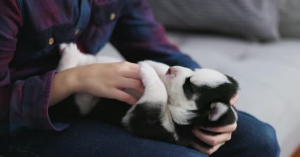 Een Kind Met Een Slapende Siberische Husky Puppy Dierenverzorging Gezelschap — Stockvideo