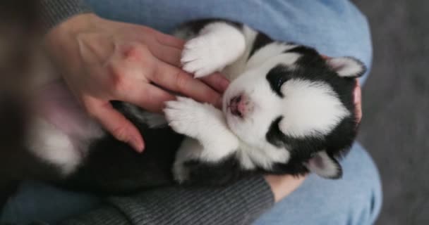 Momento Suave Como Una Persona Acuna Cachorro Husky Siberiano Dormitando — Vídeo de stock