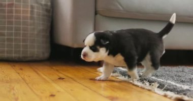 Genç siyah beyaz bir Sibirya Husky köpeği bir evin içindeki ahşap bir zeminde dikkatli bir şekilde yürüyor ve çevresini keşfediyor. Yüksek kalite 4k görüntü