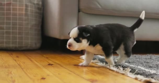 Young Black White Siberian Husky Puppy Cautiously Walks Wooden Floor — Stock Video