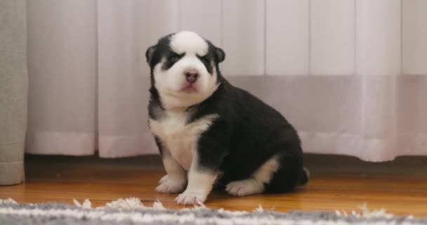 Cachorro Blanco Negro Sentado Una Alfombra Gris Con Cortinas Fondo — Vídeos de Stock