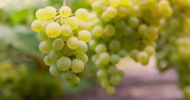 Sarmaşıkta asılı yeşil üzüm kümesi. Tarım ve şarap üretimi kavramı. Yiyecek ve içecek için tasarım, eğitici materyal. Yüksek kalite 4k görüntü