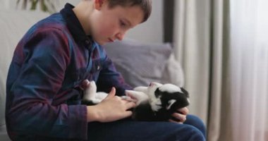 Mavi gömlekli bir çocuk elinde siyah beyaz bir köpek yavrusuna bakıyor. Yumuşak odaklı ve doğal ışıklandırmalı kapalı mekan portresi. İnsan-hayvan bağı ve hayvan bakımı kavramı. Yüksek kalite 4k görüntü